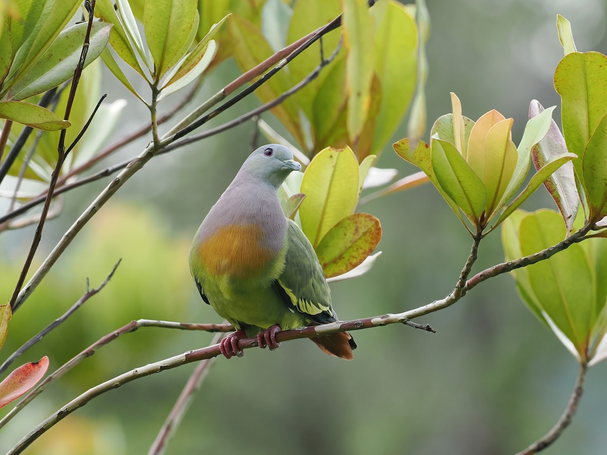 Colombar giouanne - ML647221061