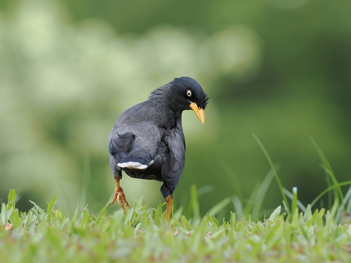 Martin de Java - ML647221066