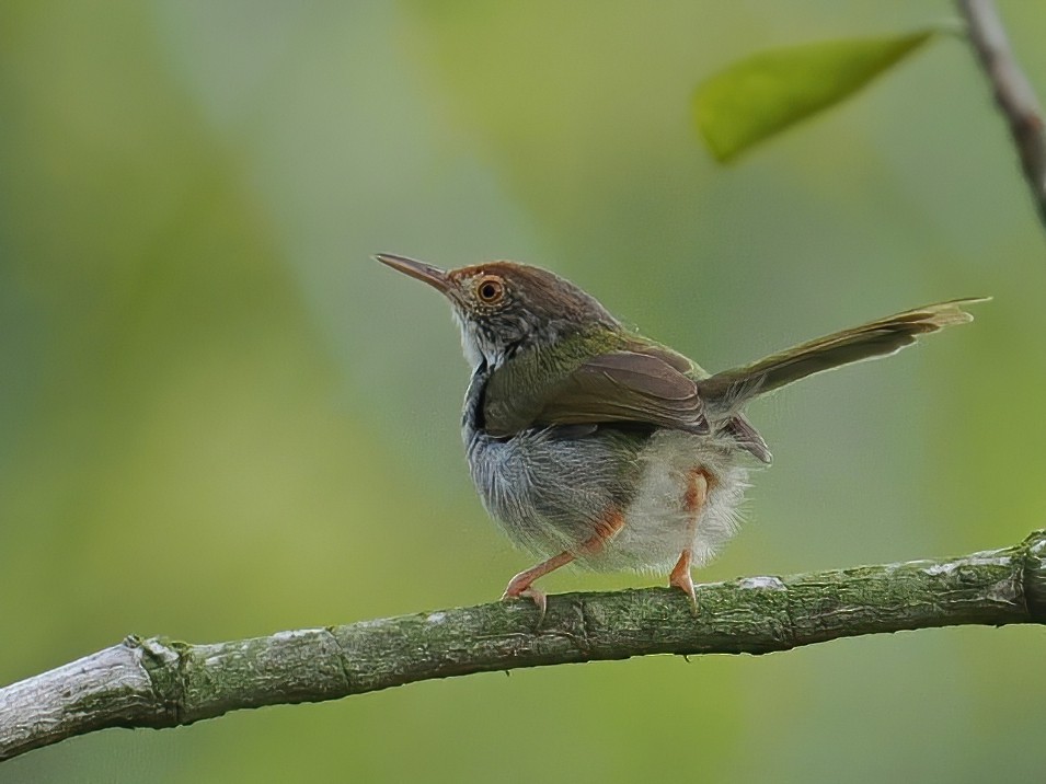 Common Tailorbird - ML647221069