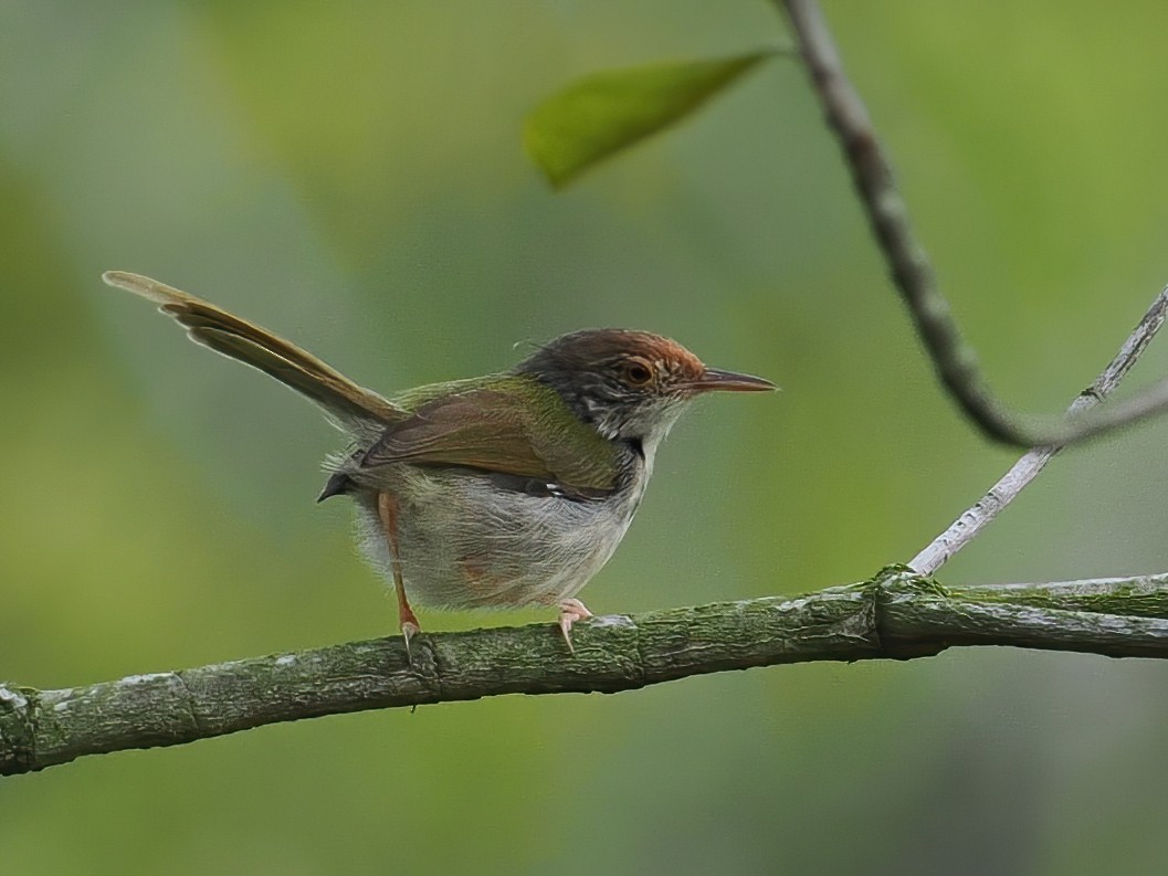 Common Tailorbird - ML647221070
