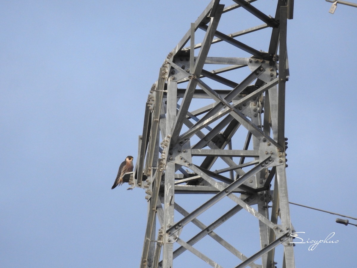 Peregrine Falcon - ML647221074