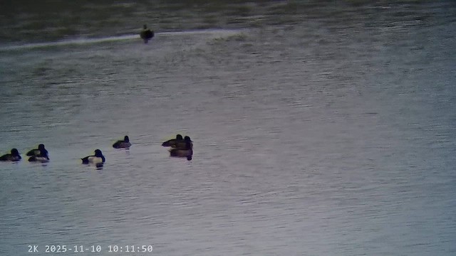 polák chocholačka - ML647221075