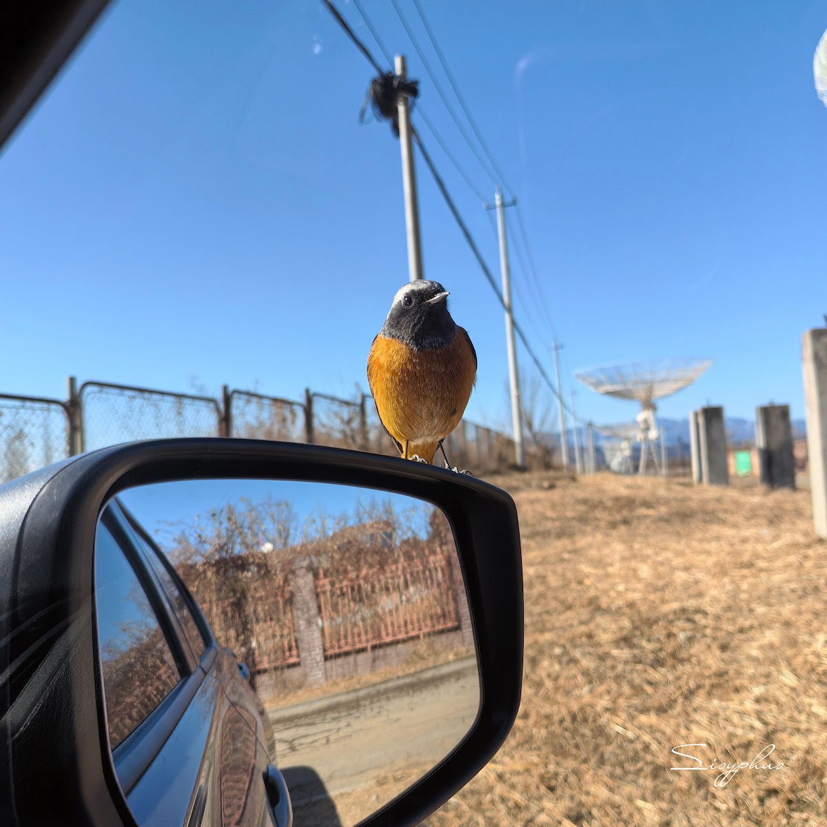 Daurian Redstart - ML647221076