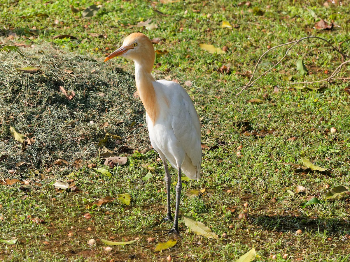 Eastern Cattle-Egret - ML647221099