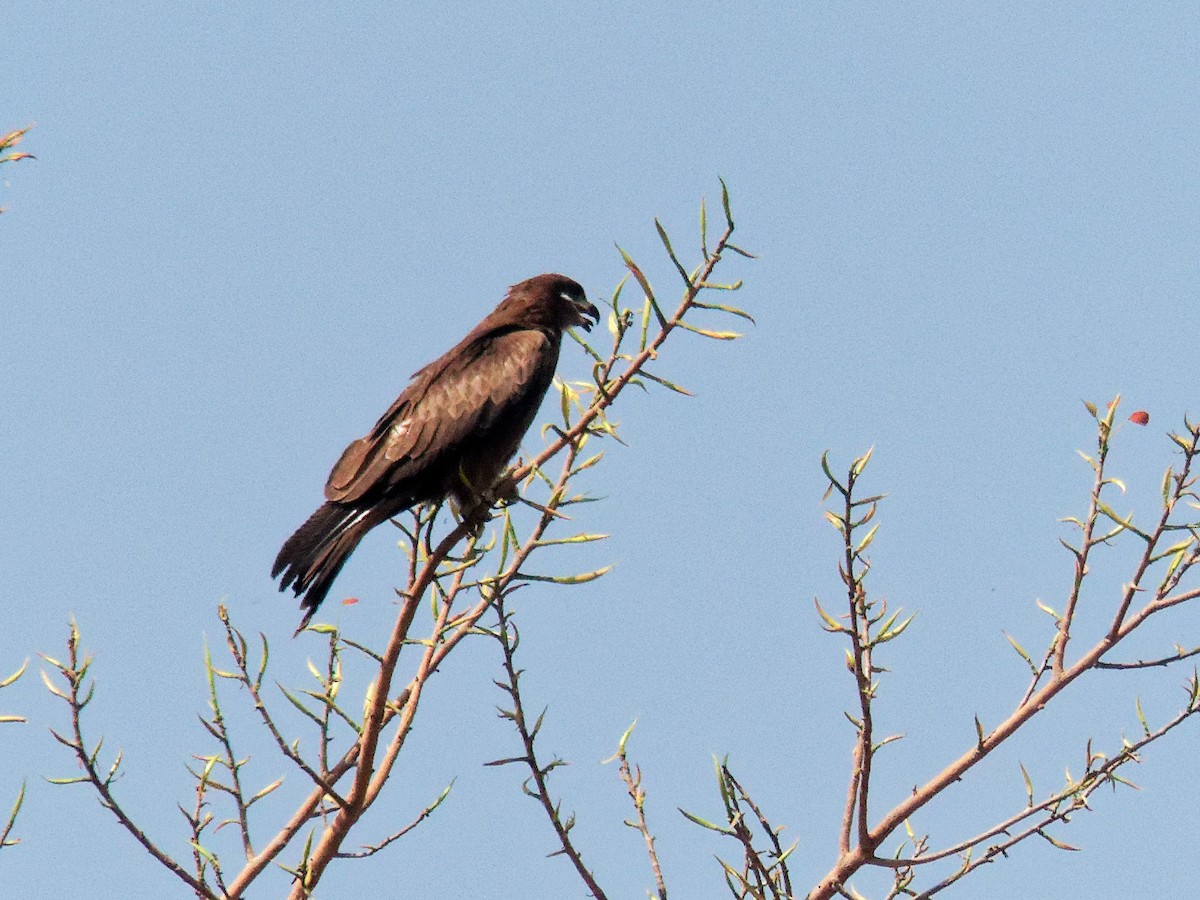 Black Kite - ML647221101