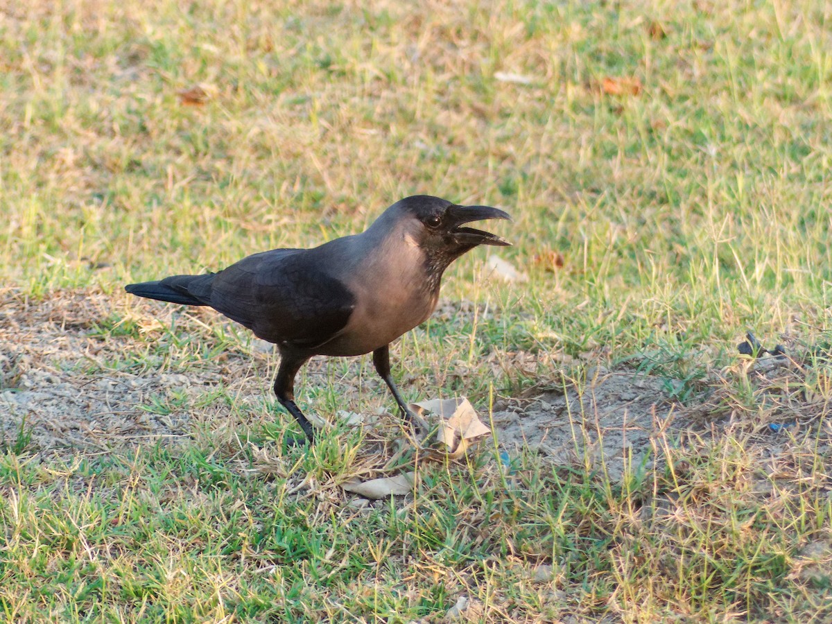 House Crow - ML647221104