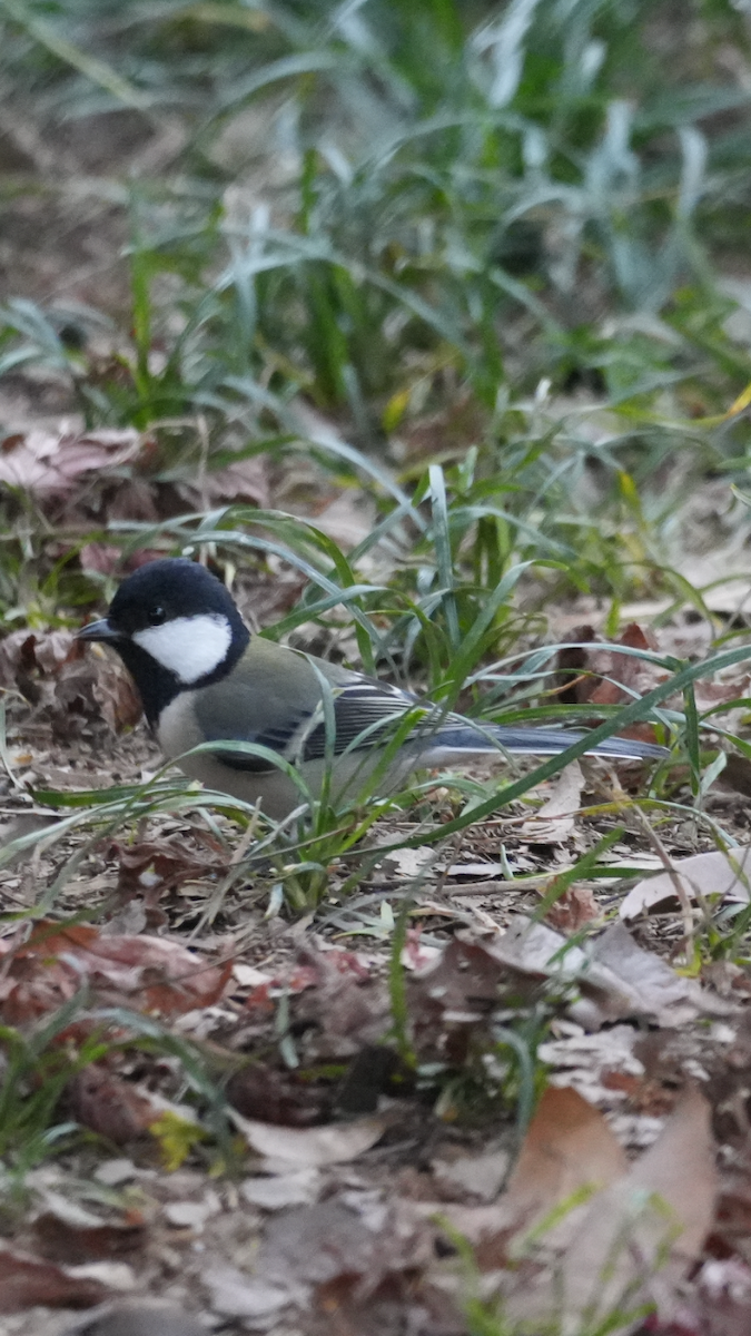Asian Tit - ML647221105