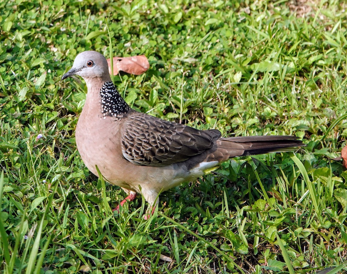 Spotted Dove - ML647221106