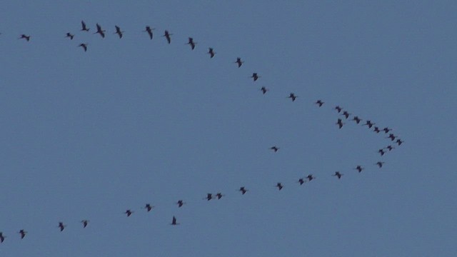 ibis tmavý - ML647221108