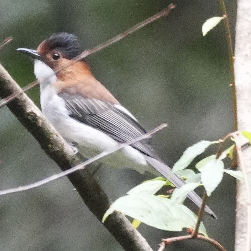 Chestnut Bulbul - ML647221109