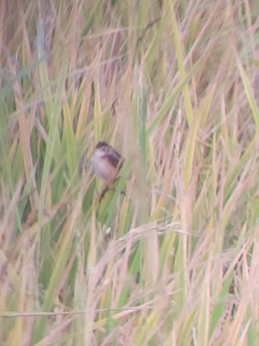 Zitting Cisticola - ML647221110