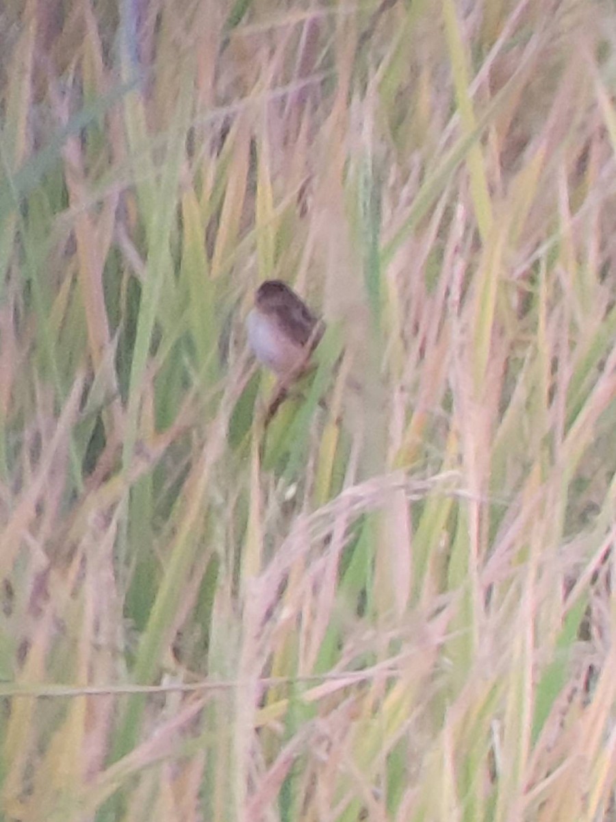 Zitting Cisticola - ML647221111