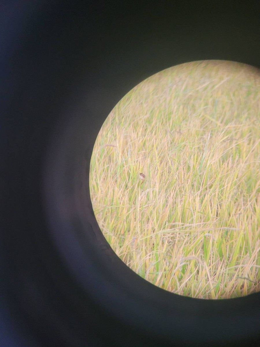 Zitting Cisticola - ML647221112