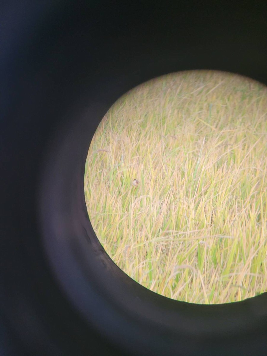 Zitting Cisticola - ML647221113