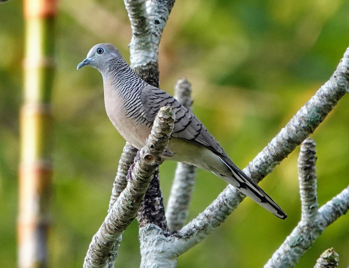 Zebra Dove - ML647221114