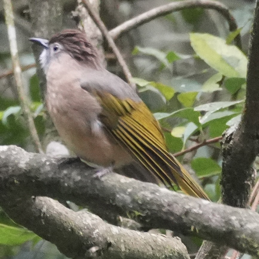 Mountain Bulbul - ML647221119