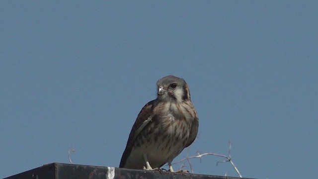 poštolka pestrá - ML647221120