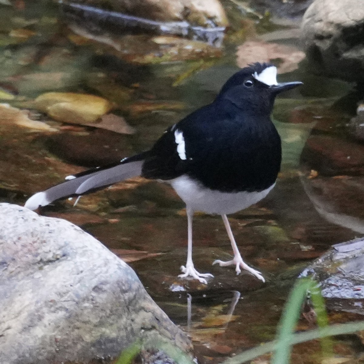 White-crowned Forktail - ML647221121