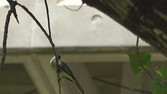 Swainson's Flycatcher - ML647221123