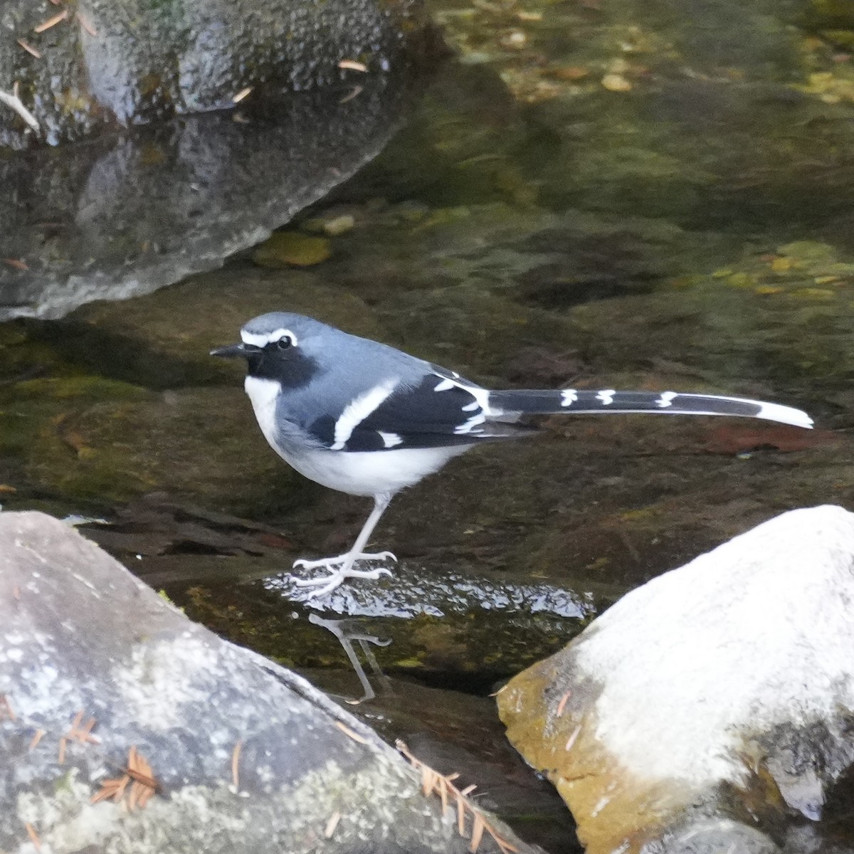 Slaty-backed Forktail - ML647221125
