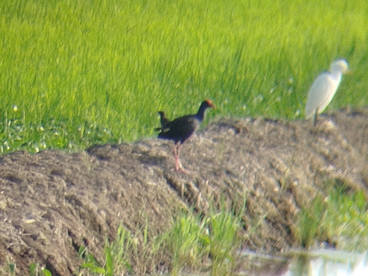 Black-backed Swamphen - ML647221126