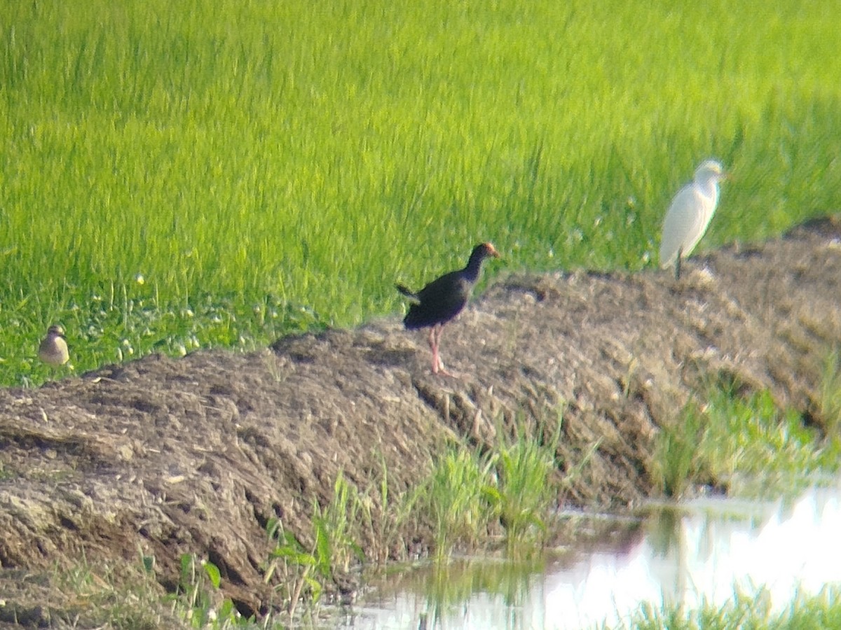 Black-backed Swamphen - ML647221127
