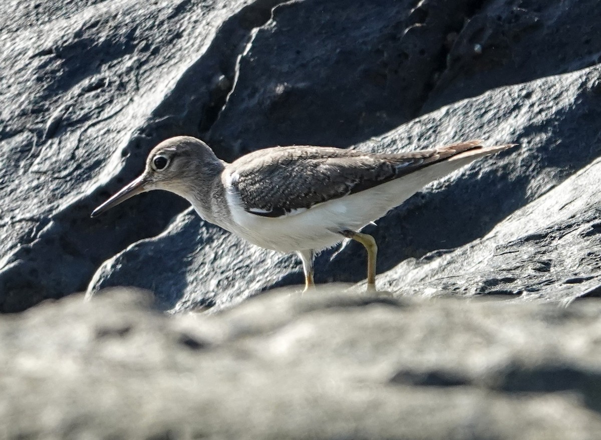 Хайргын хөгчүү - ML647221128