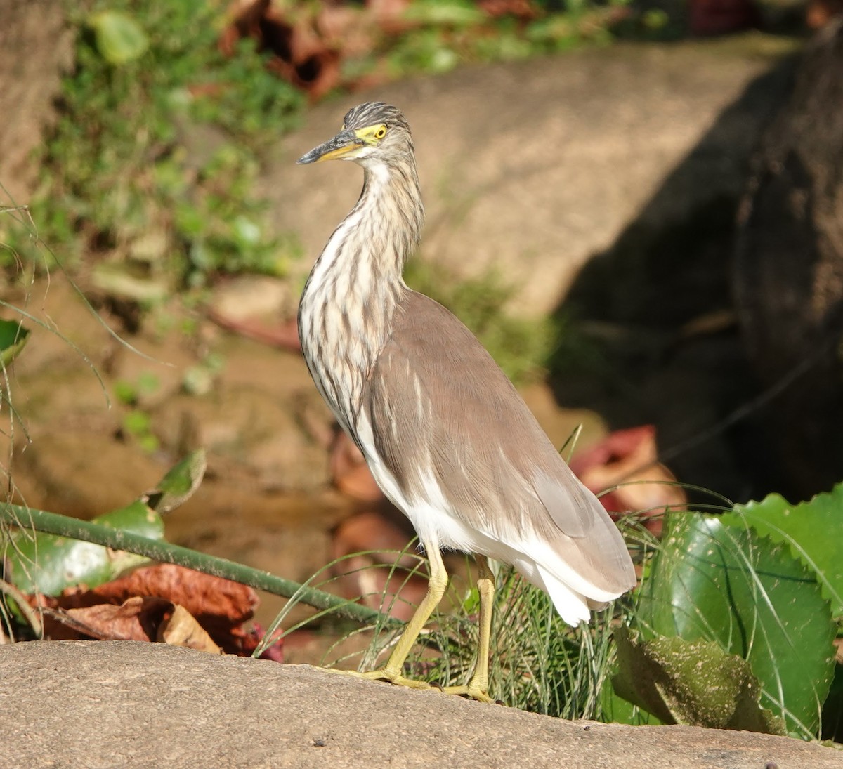Цагаан сахлаг дэглэй - ML647221134