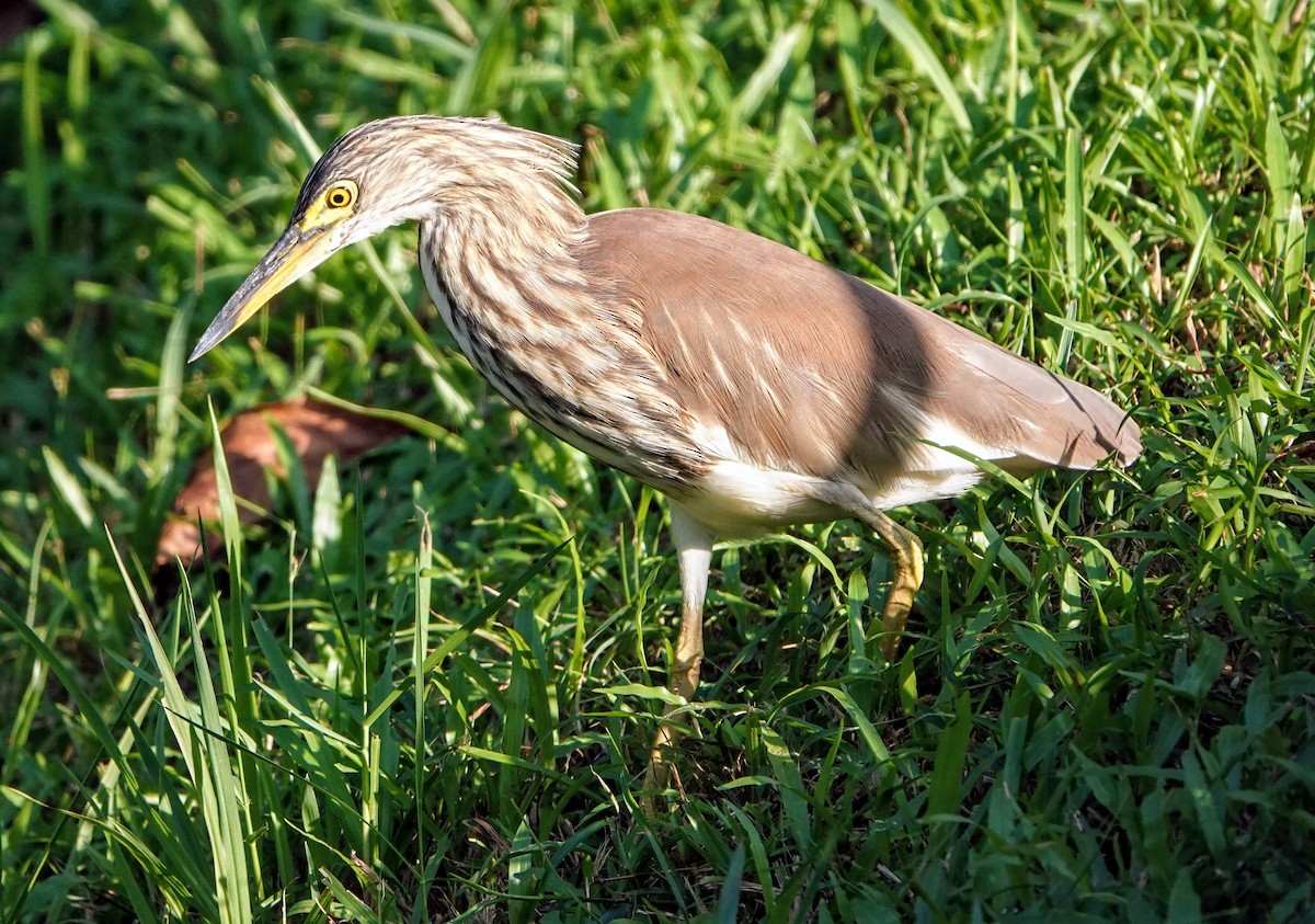 Цагаан сахлаг дэглэй - ML647221135