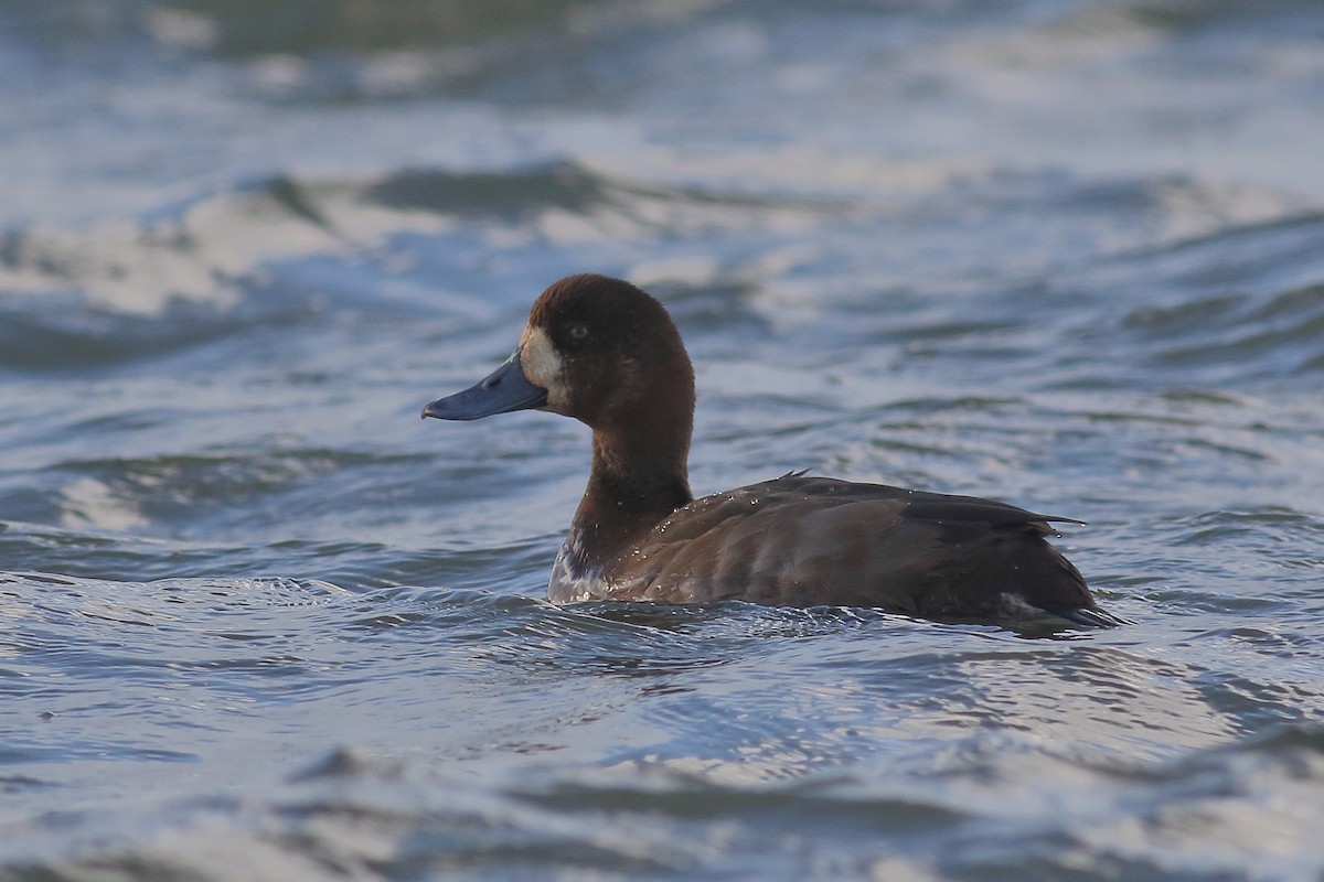 スズガモ - ML647221140