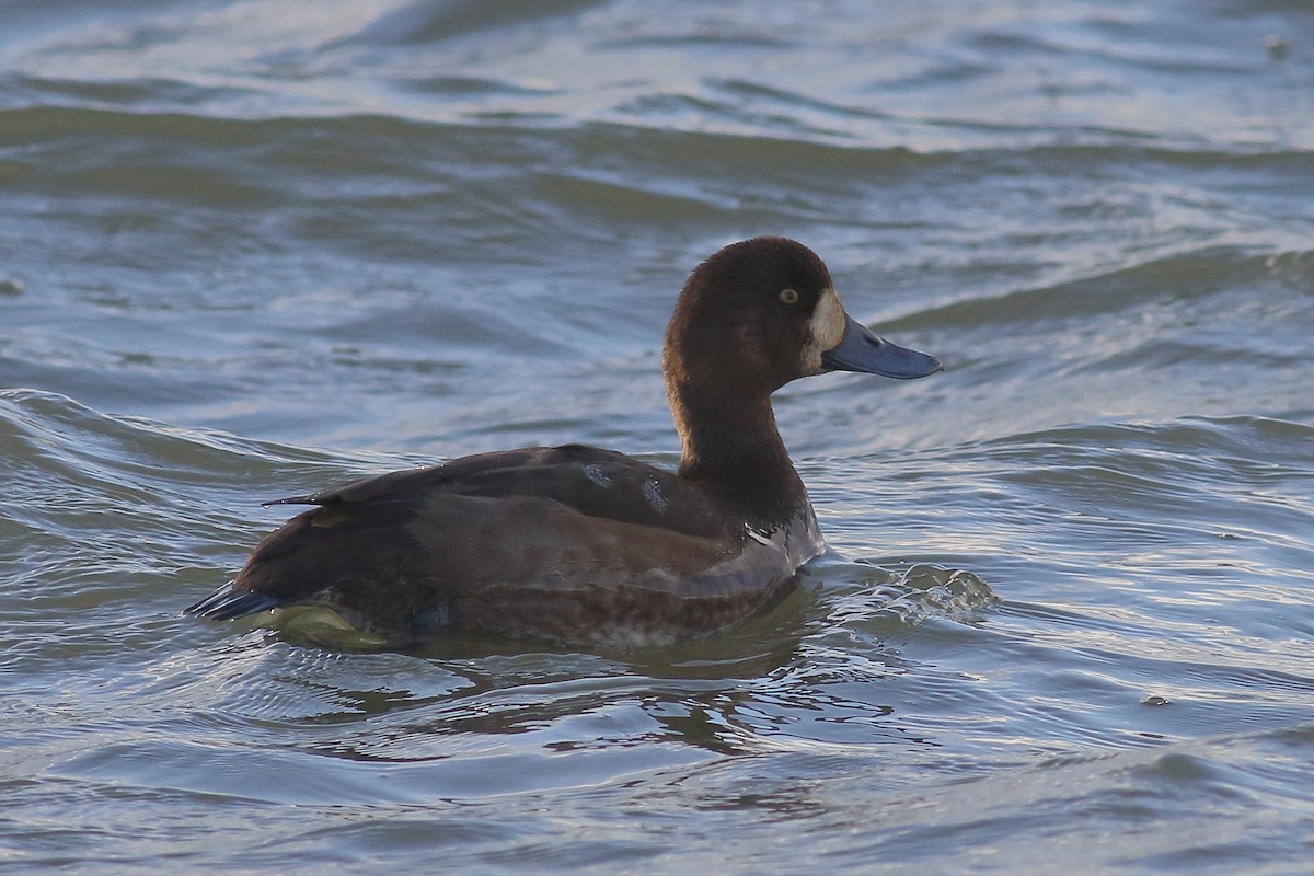 スズガモ - ML647221141