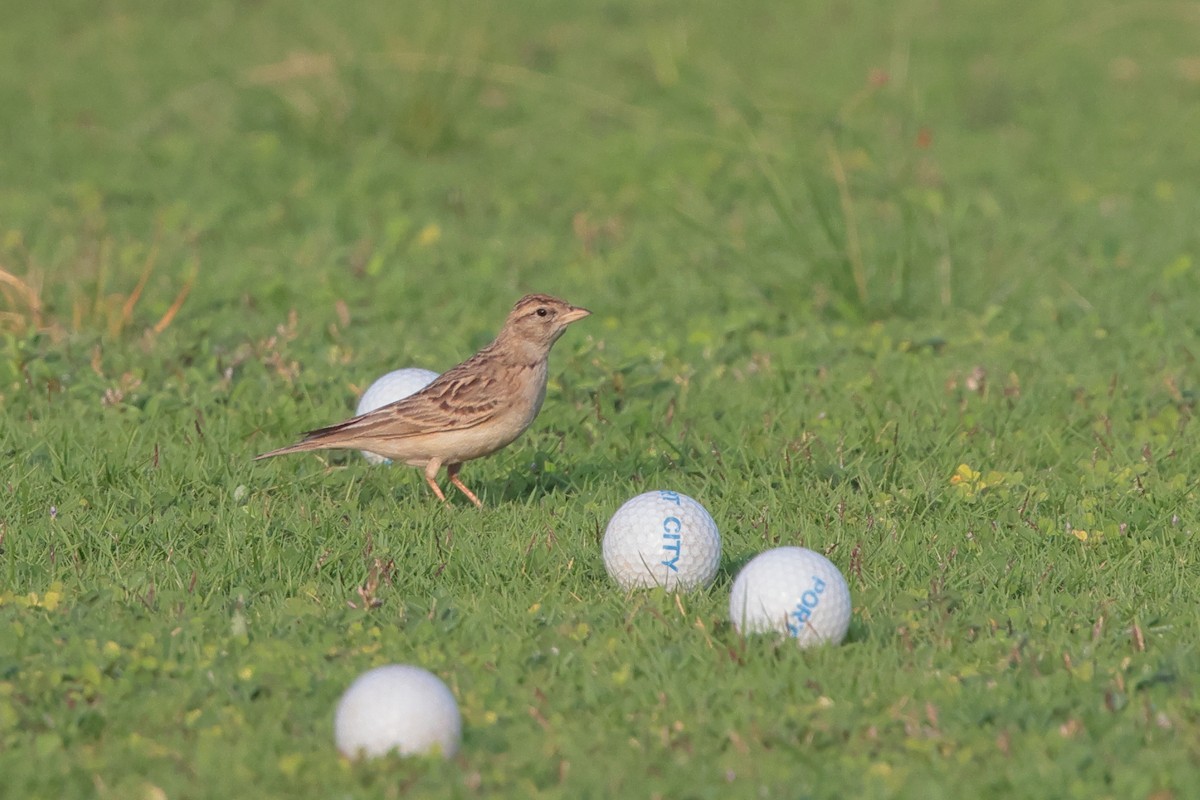 Жайворонок тибетський - ML647221143