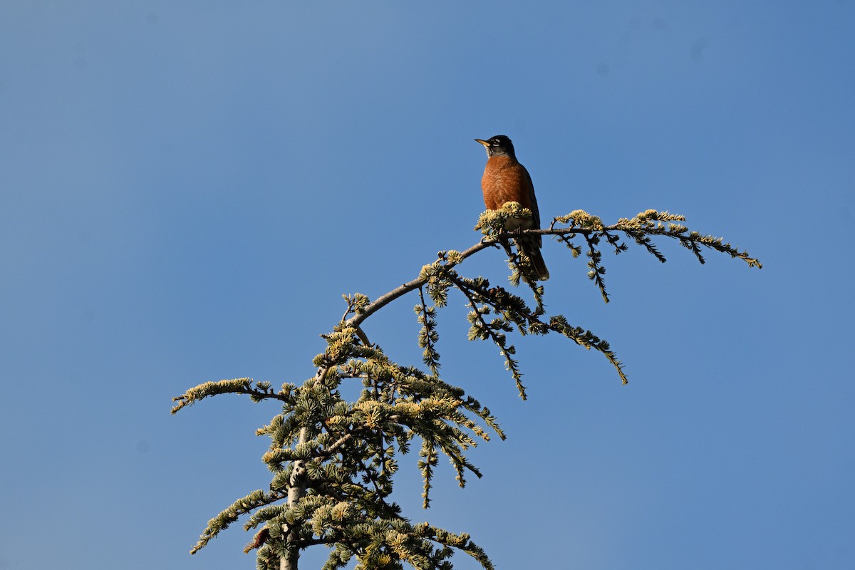 American Robin - ML647221144