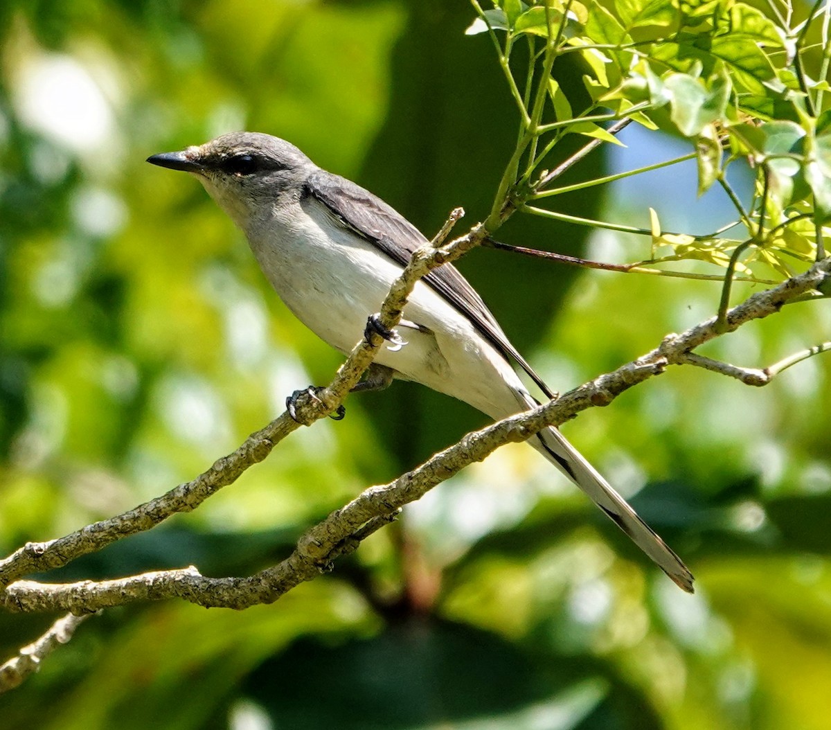 サンショウクイ - ML647221152