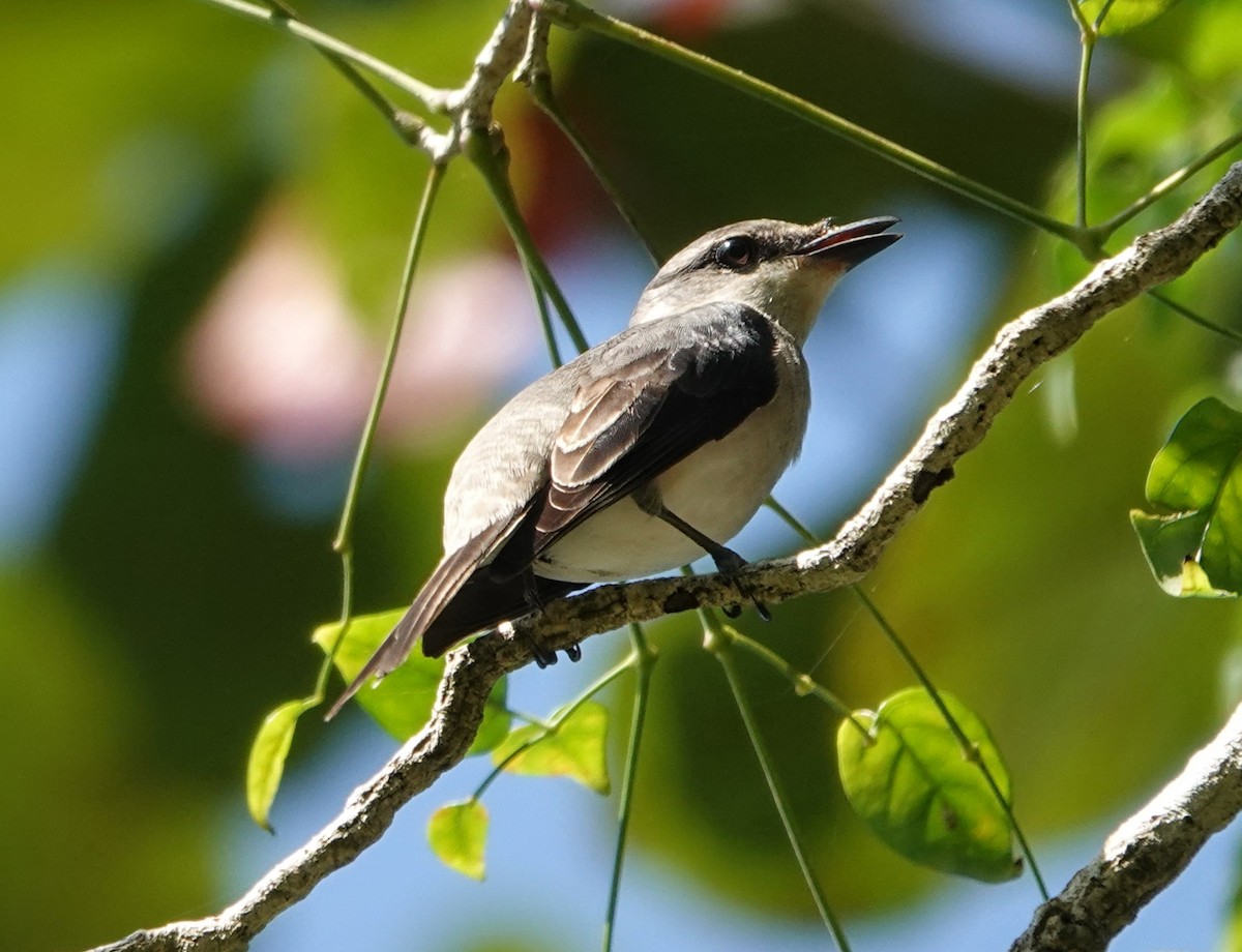 サンショウクイ - ML647221153