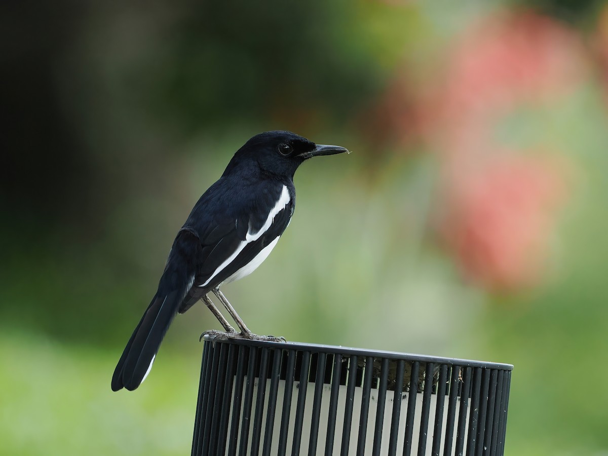 Shama dayal - ML647221154