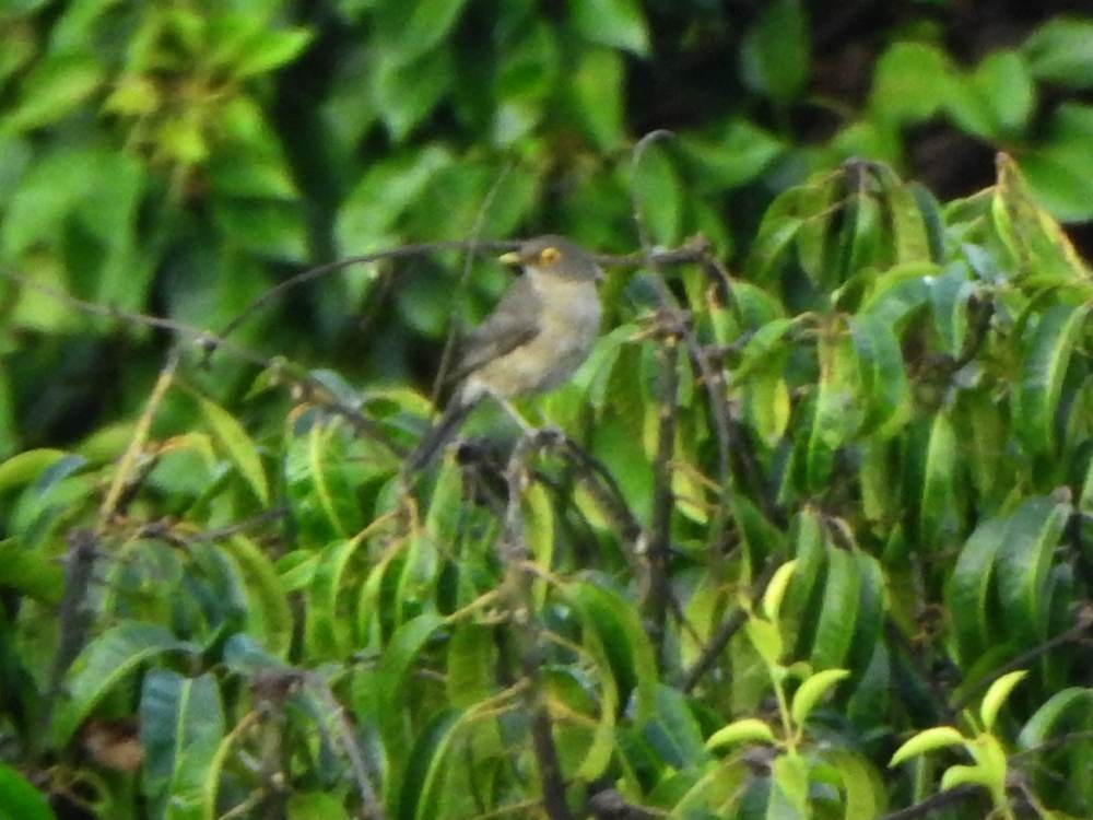 Çıplak Gözlü Ardıç - ML647221155