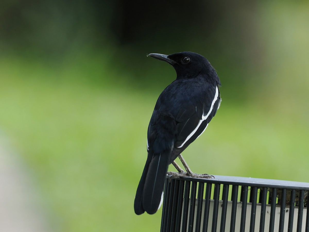 Shama dayal - ML647221156