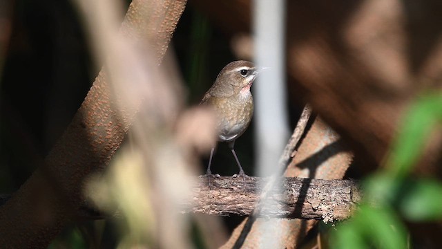 slavík Kalliopin - ML647221160