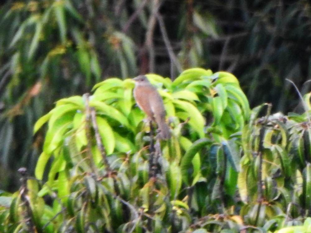 Zorzal Sabiá - ML647221161