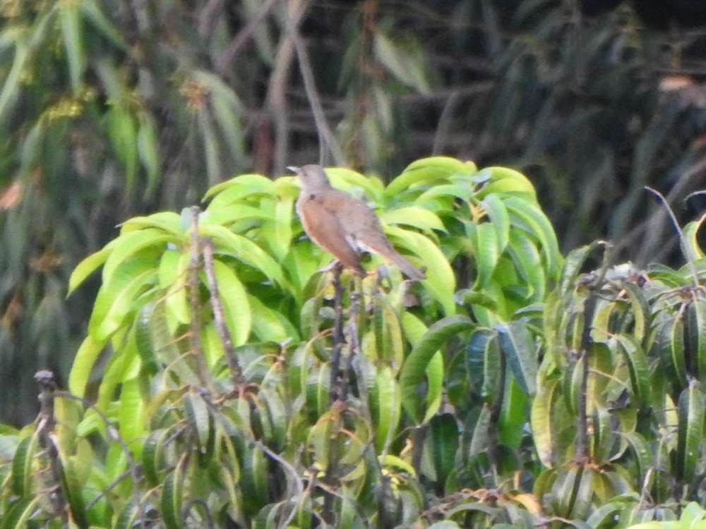 Zorzal Sabiá - ML647221162