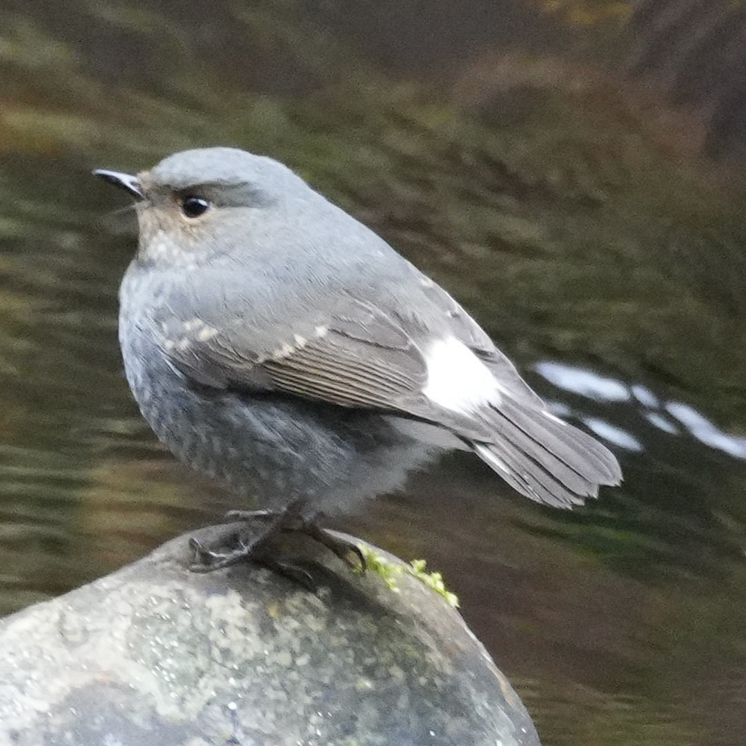 Plumbeous Redstart - ML647221165