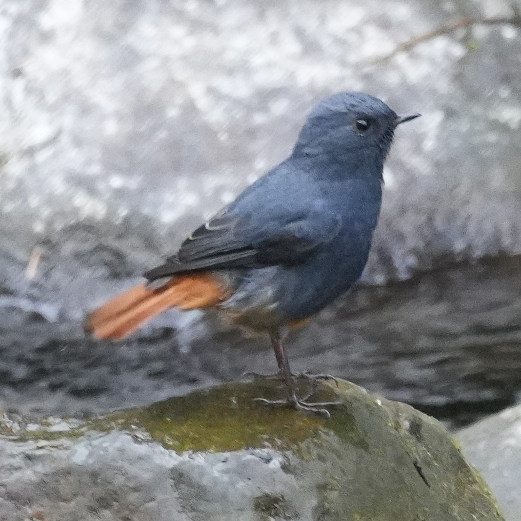 Plumbeous Redstart - ML647221166