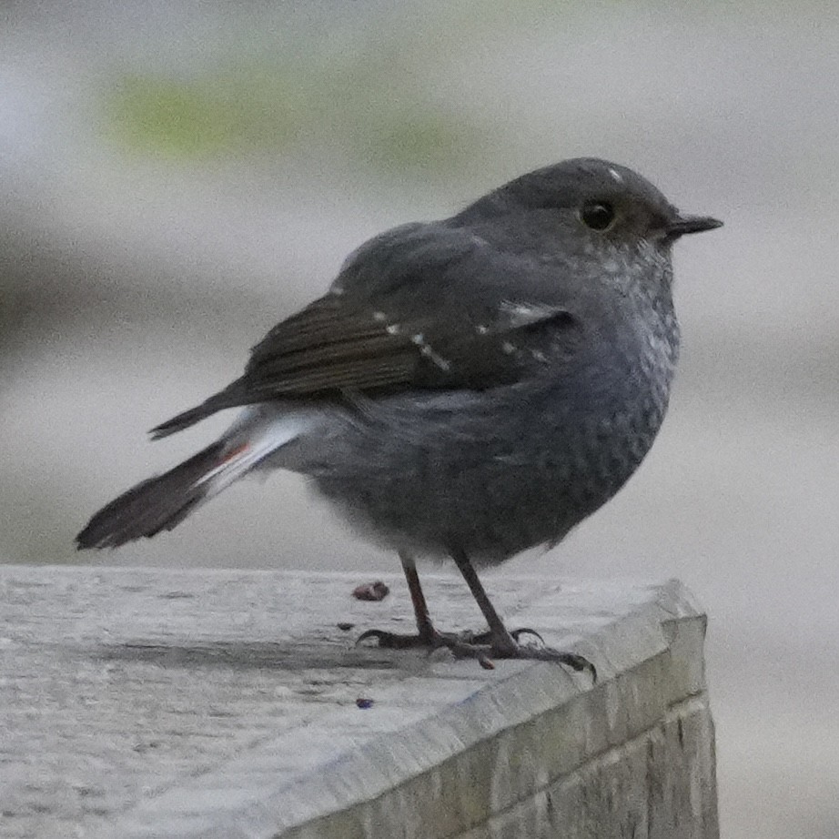 Plumbeous Redstart - ML647221167