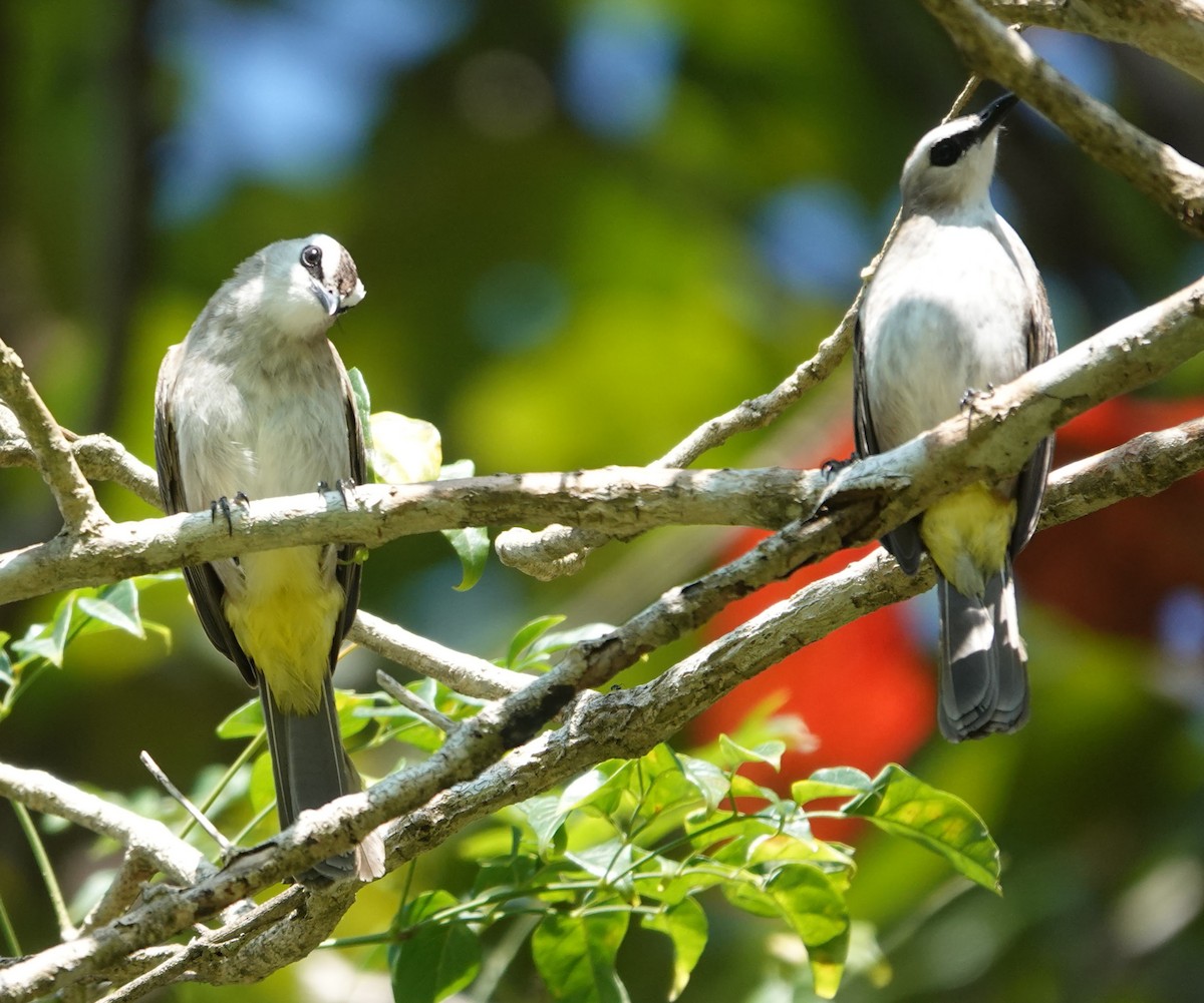 Yellow-vented Bulbul - ML647221172