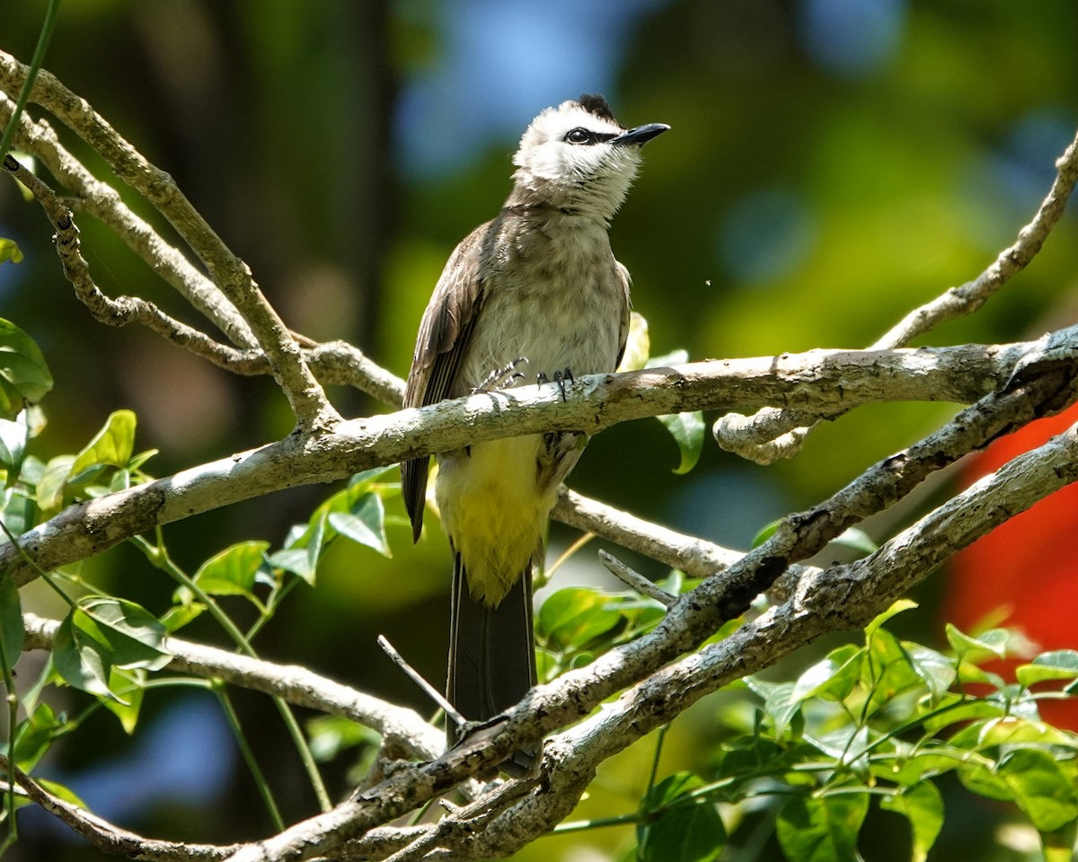Yellow-vented Bulbul - ML647221173