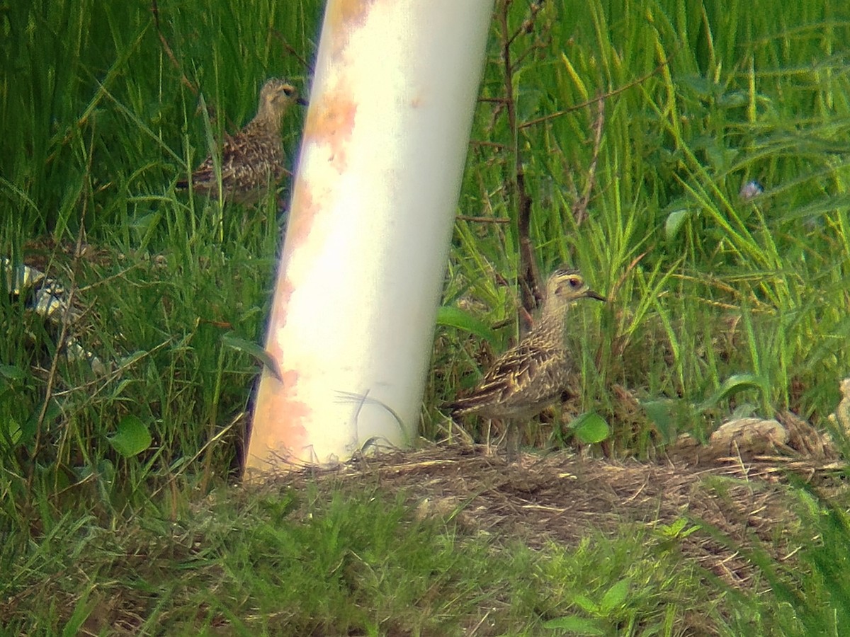 kulík pacifický - ML647221175