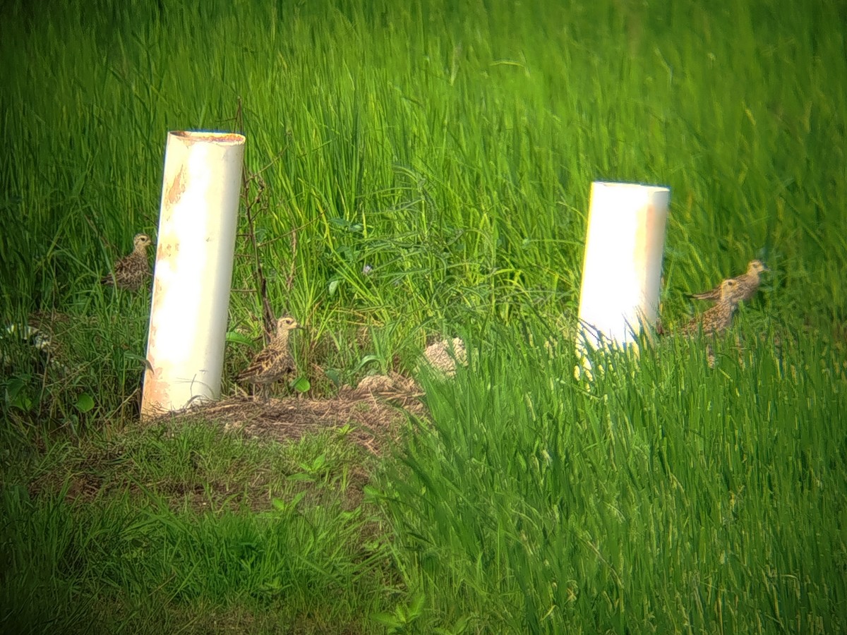 kulík pacifický - ML647221176