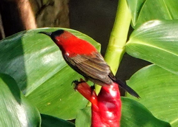 Crimson Sunbird - ML647221179