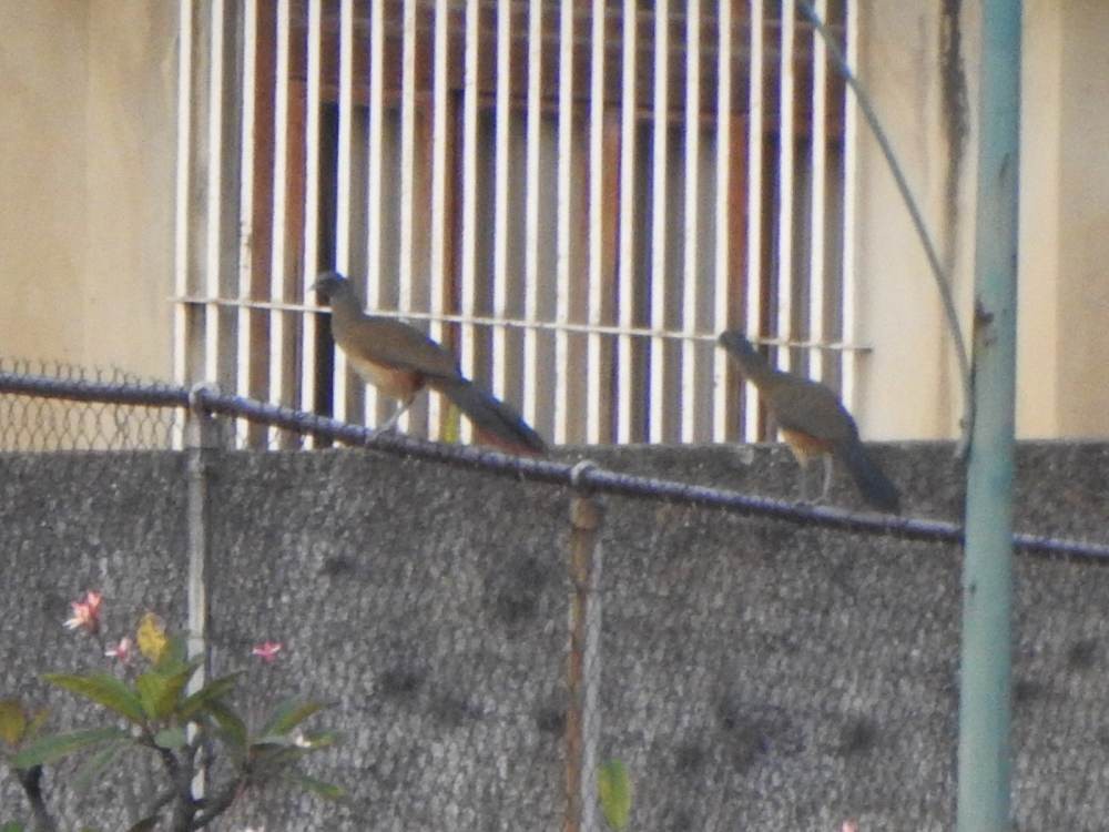 Чачалака рудогуза - ML647221180